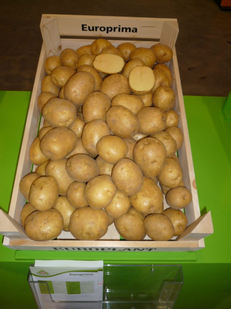 Купить семенной картофель в воронеже. Семенная картошка. Семенной картофель в Ашане. Картофель семенной Воронеж. Сертифицированный семенной картофель.